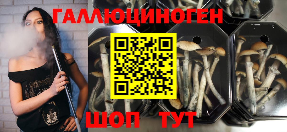 Черняховск  Псилоцибиновые грибы GOLDEN TEACHER  Вход с VPN  Галлюциногенные грибы GOLDEN TEACHER 
